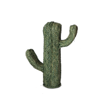 Cactus pintado