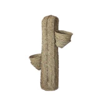 Cactus con dos maceteros